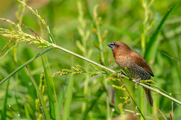 Scaly-Breasted Munia perching on grass stalk looking into a distance