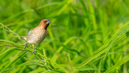 Scaly-Breasted Munia perching on grass stalk looking into a distance
