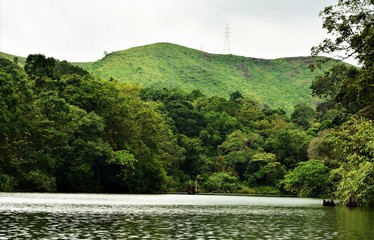 Wlderness, Forest Scene from Kochu Pamba Dam Reservoir, Gavi, a remote village in Pathanamthitta, Kerala, India 