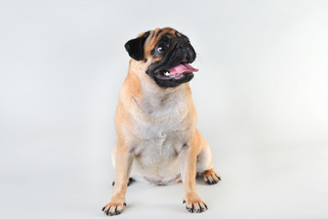 Cute young pug isolated on white