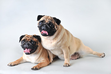 Two pugs in studio isolated on white