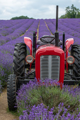 Tractor in lavender field in full bloom at Mayfields farm, UK