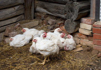 Homemade chicken and chicken. White cock.