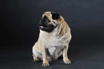 Cute pug on a dark background