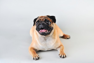 Cute young pug isolated on white