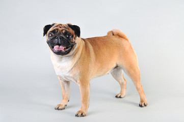 Obraz premium Cute young pug isolated on white