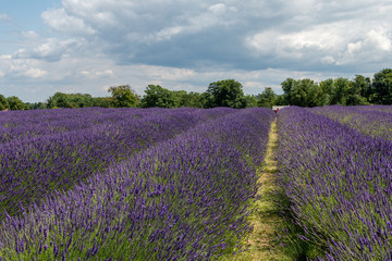 Obraz na płótnie Canvas Lavender field in full bloom at Mayfields farm, UK