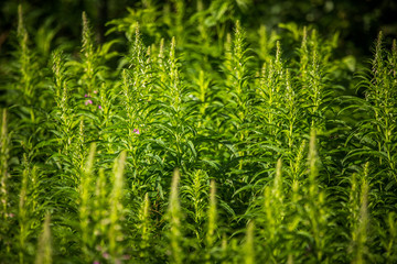 Alaska native fireweed growing near the forest. Before blossoming. Natural herbal tea.