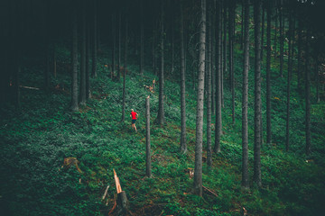 Trail runner in beautiful green forest, sport photo