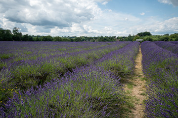 Naklejka na ściany i meble Lavender field in full bloom at Mayfields farm, UK