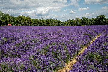 Obraz na płótnie Canvas Lavender field in full bloom at Mayfields farm, UK