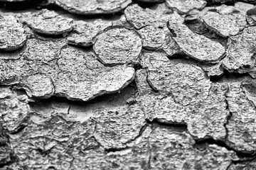 texture of conifer bark, background image