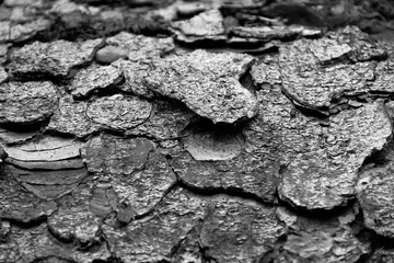 texture of conifer bark, background image
