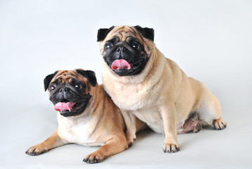 Two pugs in studio isolated on white