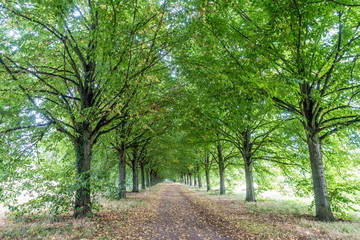 Fototapeta premium Allee
