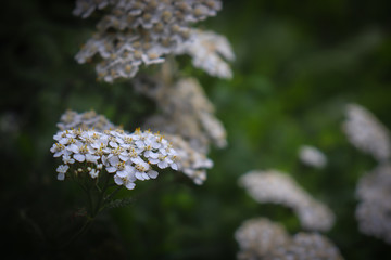 Small white flowers on a blurred dark green background.