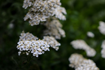Small white flowers on a blurred dark green background.