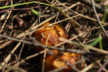 Mushrooms under the branches in the forest