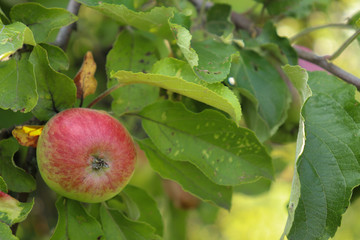 Red young apple on an apple tree on a green background.