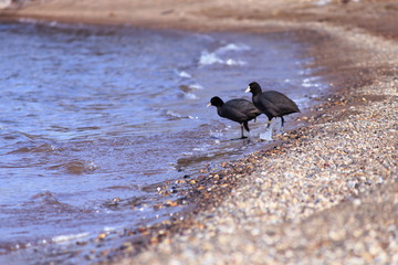 砂浜の水鳥、二羽のオオバンです