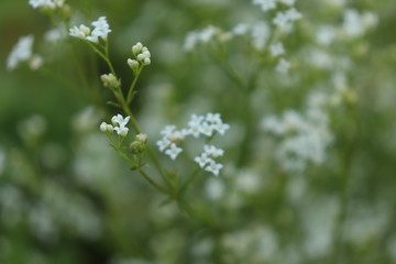 Small white flowers on a blurred green background.