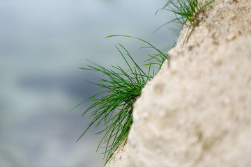 Grass green - beautiful background of nature