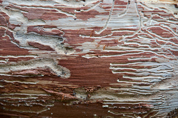 traces of beetles on a tree under the bark