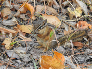 Chipmunk Sitting in the Grass Eating Seeds 