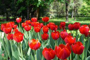 Red tulips in the garden