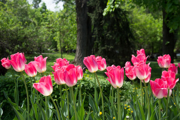 pink tulips in the garden