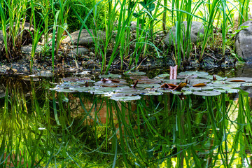 Huge leaves of amazing pink lilies or nymphs covered water surface of pond. In mirror-clear water reflected stems of plants growing along stone shores. Concept of nature of North Caucasus for design.