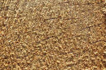 Fresh cut of a tree close up. Macro. Wood texture. Natural background
