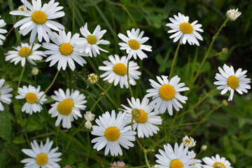 Fototapeta premium White camomile background on green grass background