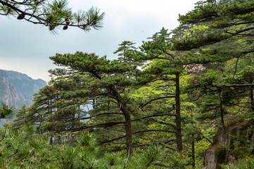 Fototapeta premium Natural landscape of mountain Huangshan scenery. Located in southern Anhui province in eastern China. It is a UNESCO World Heritage Site.