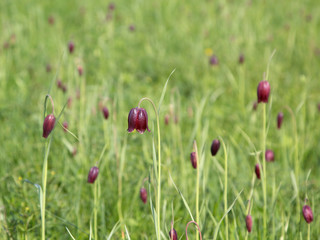 Fritillaria Ruthenica. Spring flowers on a meadow