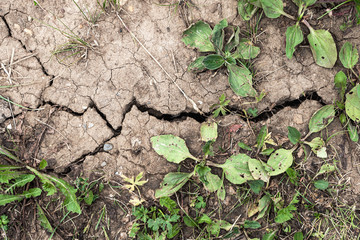 Dry land with cracks and dry green grass.