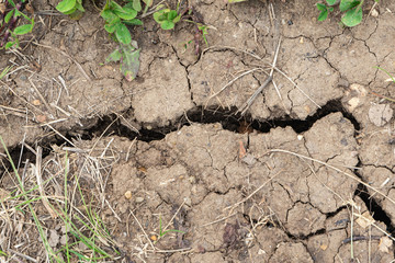Dry land with cracks. Background of cracked soil of the earth.