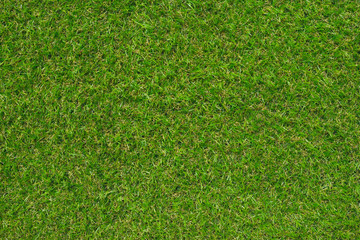 Obraz premium green grass texture.