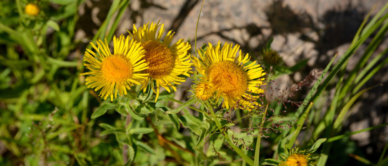 Yellow field daisies on a sunny day. Close-up