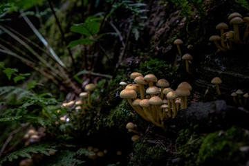 mushroom in the forest