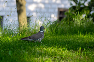 Obraz premium Columba palumbus in green grass during hot summer day in sunlight, single animal relaxing, birds watching
