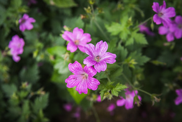 Fototapeta premium pink flowers in the garden