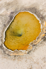 Geyser and hot spring in old faithful basin in Yellowstone National Park in Wyoming