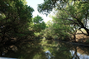 Fototapeta na wymiar Mangrove forest