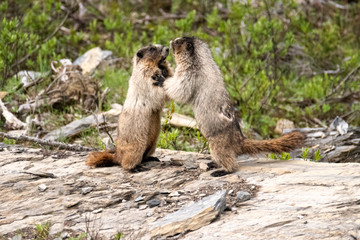 marmot animal in the wild 