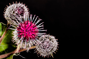 Thistle flowers on black background