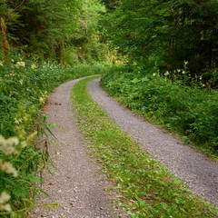 Fototapeta na wymiar winding road through the summer, green forest