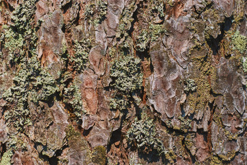The texture of the bark of an old tree with green moss. Textured wood texture for design.