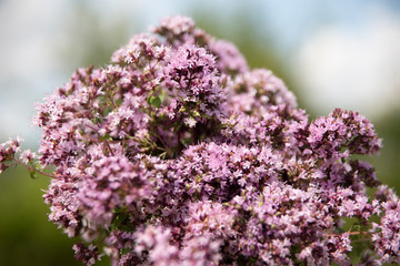 Oregano.