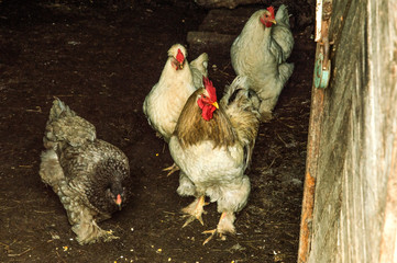 Close up. Poultry. Rooster and chickens eat food in the hen house.